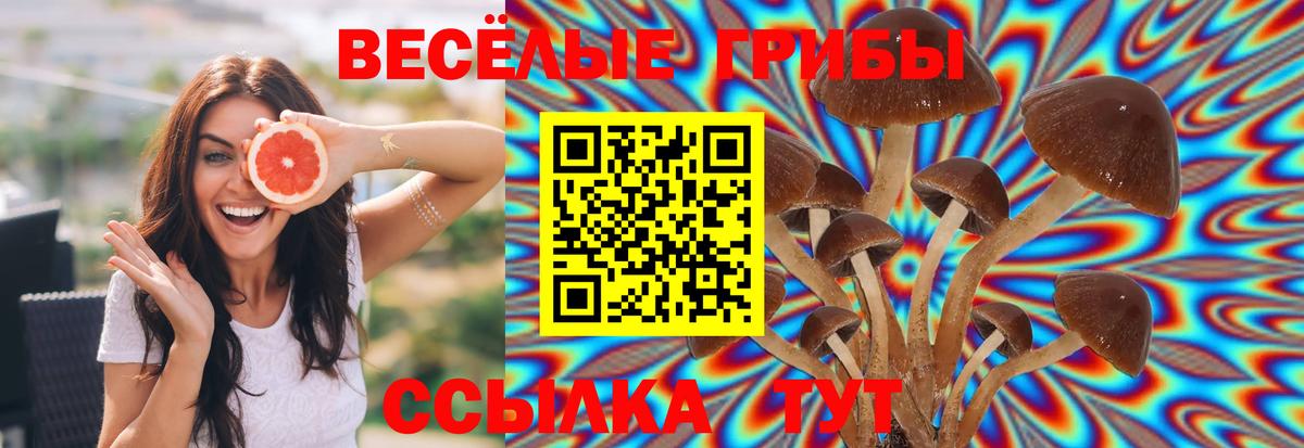 Галлюциногенные грибы Psilocybe  Вход с VPN  Таганрог 